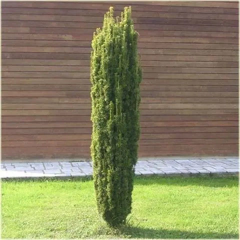 cis