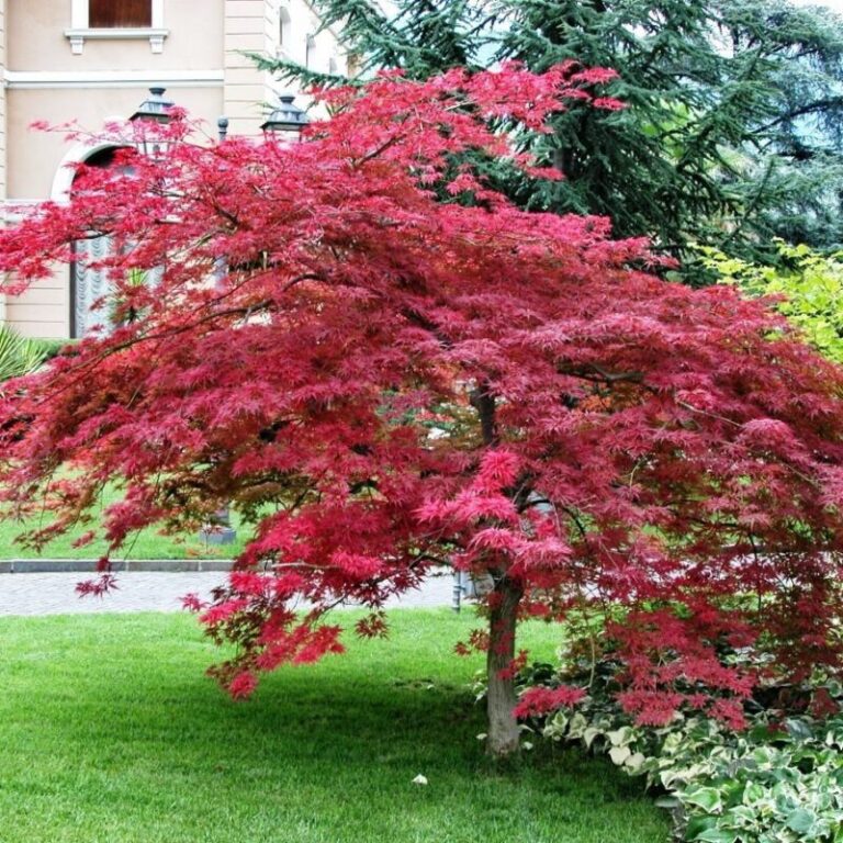 klon palmowy