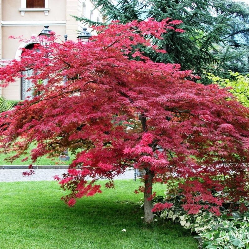 klon palmowy
