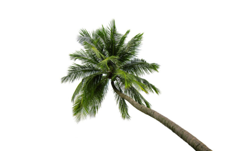 palma