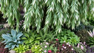 Byliny posadzone pod wierzbą hakuro w ogrodzie