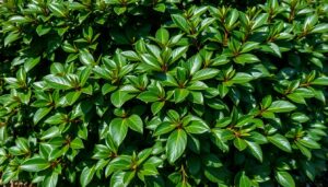 Laurowiśnia na żywopłot z charakterystycznymi błyszczącymi liśćmi