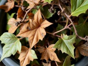 Usychający bluszcz z widocznymi brązowymi, suchymi liśćmi jako przykład jak uratować usychający bluszcz